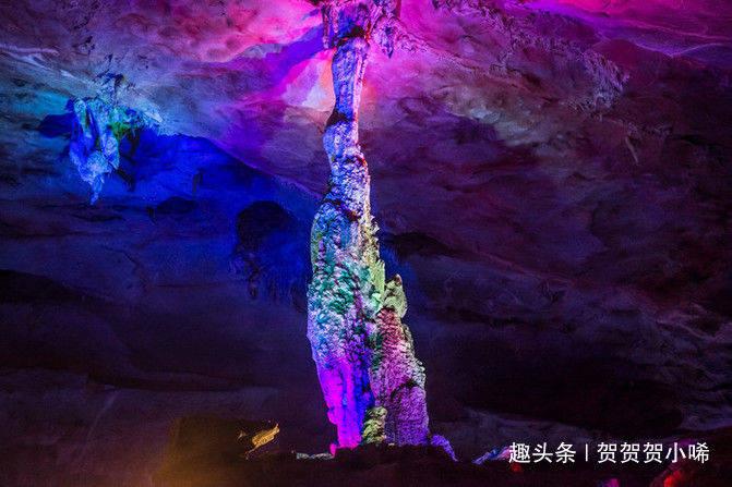 解救金刚鹦鹉